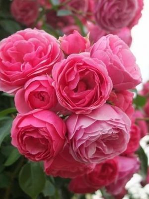 Trandafir XXL Catarator Pink