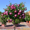 Trandafir Copacel Jaques Cartier Bicolor Grena