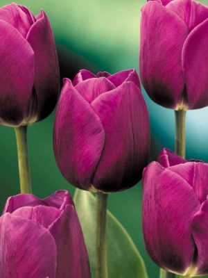 Prezentare Lalele Aphrodite – Pachet 10 bulbi