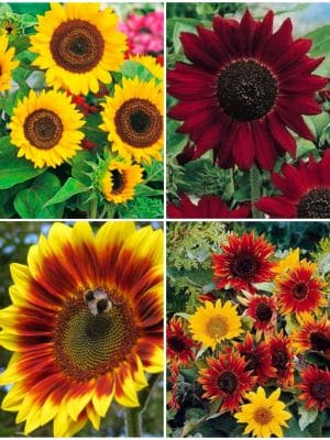 Floarea soarelui - Helianthus Annuus
