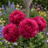 Bujor - Paeonia Karl Rosenfield