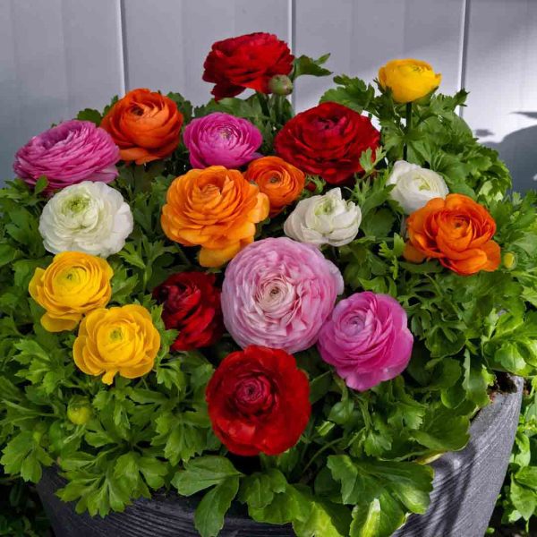 Ranunculus Mixed