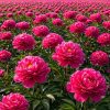 Paeonia Karl Rosenfield