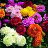 Ranunculus (Piciorul Cocosului) Mixed - Pachet 50 bulbi