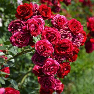 Trandafir Catarator Rosu