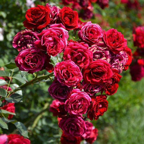 Trandafir Catarator Rosu
