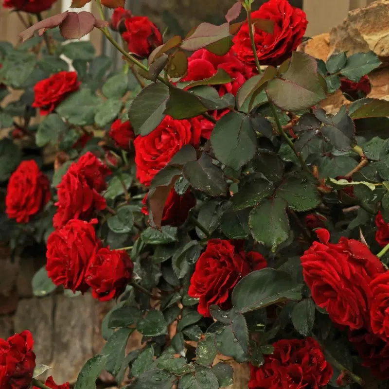 Trandafir XXL Catarator Rosu Paul's Scarlet