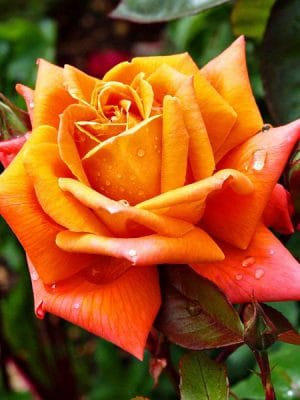 Trandafir Tufa Beaute
