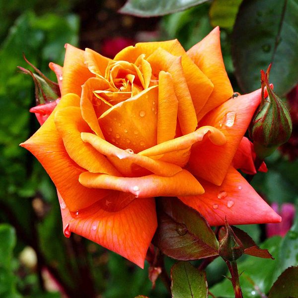 Trandafir Tufa Beaute