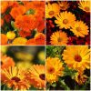 Galbenele Mix - Calendula Officinalis Mix