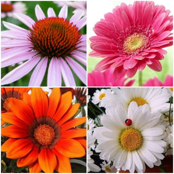 Margarete Mix - Chryyanthemam Coccineum Mix