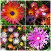 Floare De Cristal - Dorotheanthus Bellidiformis