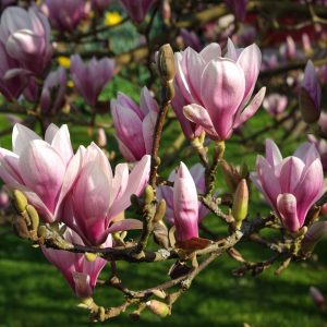 Magnolia Roz (Magnolia Soulangeana) - 60 cm in ghiveci