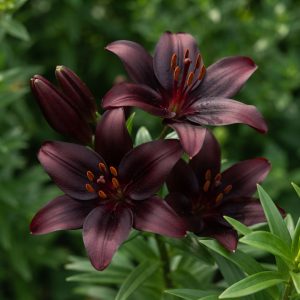 Crin Imperial-Oriental Red Velved catifea - 1 bulb