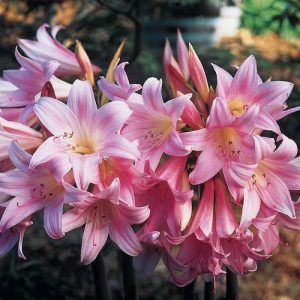 Amaryllis Belladona Pink