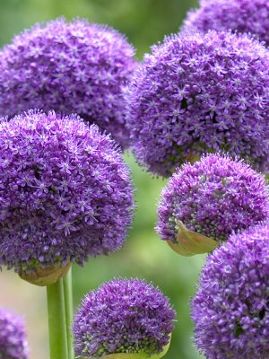 Allium Purple Sensation