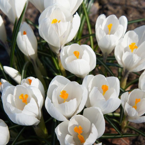 Crocus Jeanne D'arc Large Flowering