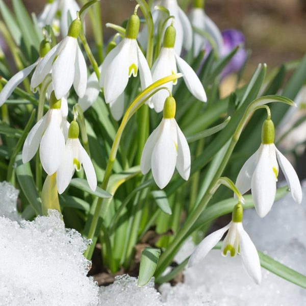 Ghiocei Galanthus Woronowii