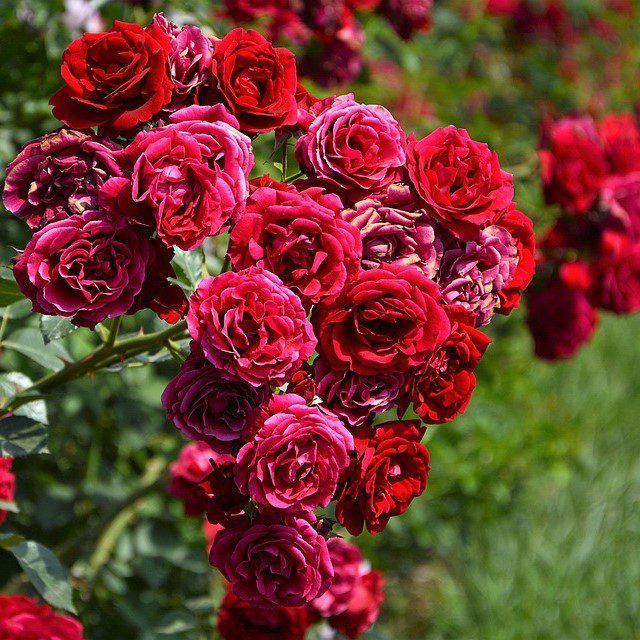 Trandafir Xxl Catarator Rosu Paul S Scarlet Bulbi Romania