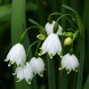 Ghiocei Galanthus Woronowii-Pachet 10 bulbi