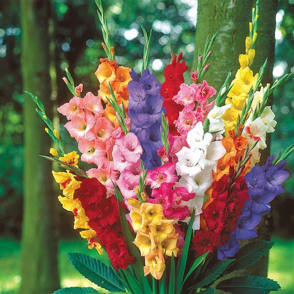 Pachet 50 Gladiool Mixed