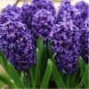 Zambile Hyacinthus Blue Jaket-Pachet 5 bulbi