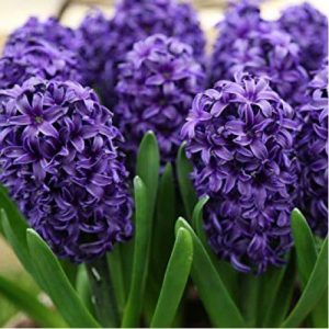 Zambile Hyacinthus Aqua-Pachet 5 bulbi prezentare