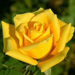 Trandafir Tufa Golden Parfume