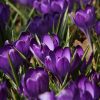 Pachet 10 bulbi Crocus Tommasinianus Barr's Purple