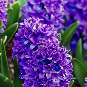 Zambile Hyacinthus Blue Jaket