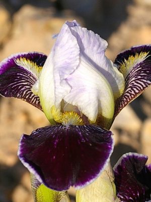 Iris Hollandica White Van Vliet-Pachet 10 bulbi