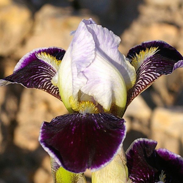 Iris Hollandica White Van Vliet-Pachet 10 bulbi
