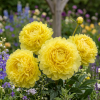 Bujor - Paeonia Yellow Crown "EDITIE LIMITATA"