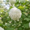 Bulgare de zapada (Viburnum opulus Roseum) - in ghiveci