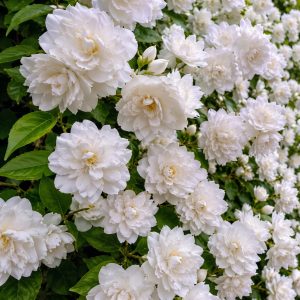 Iasomie Batuta (Philadelphus Snowbelle) - in ghiveci