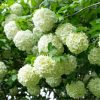 Bulgare de zapada - Viburnum opulus Roseum Bulgare de zapada - Viburnum opulus Roseum