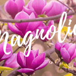 Magnolia totul despre ele