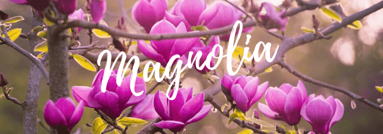 Magnolia totul despre ele