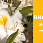 totul despre Rhododendron Schneegold
