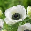 Anemone Coronaria The Bride