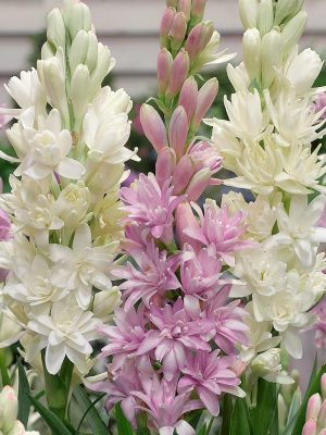 Pachet PROMO 10 Bulbi Polianthes-Tuberoze