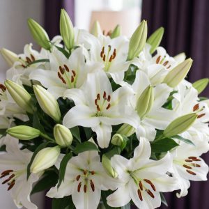Crin Imperial - Oriental Asopus - 1 bulb