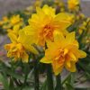 Narcise Tete a Tete -Pachet 5 bulbi