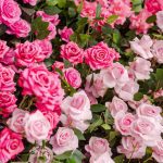 tufis de trandafiri roz bucuresti