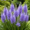 26a72d58-3b26-4f57-b81a-4749bd45494a Camassia Orion - Pachet 10 Bulbi