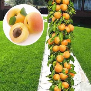 Pom Fructifer-Cais Columnar