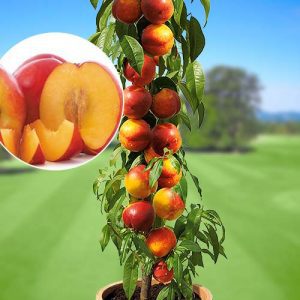 Pom Fructifer-Nectarin Columnar