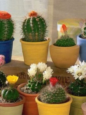 Seminte De Cactus - Mixt