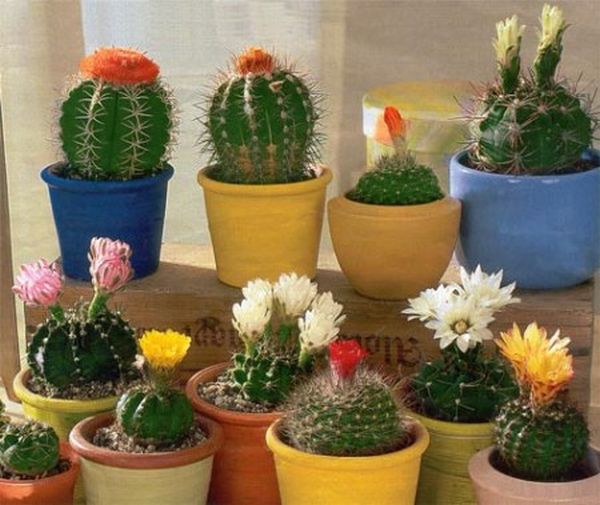 Seminte De Cactus - Mixt