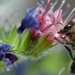 Plante iubite de insectele polenizatoare